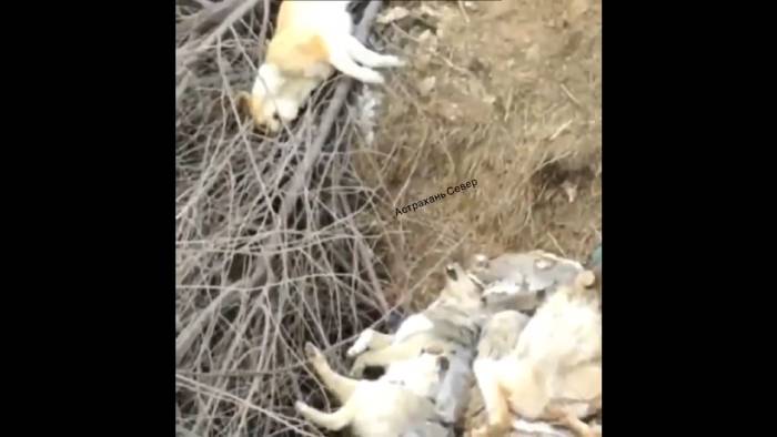 На свалке в Астраханской области обнаружено еще одно кладбище собак