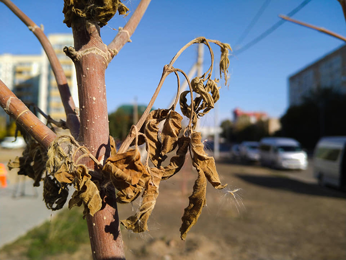Посадили – засушили. Почему в Астрахани погибают свежепосаженные деревья и газоны 