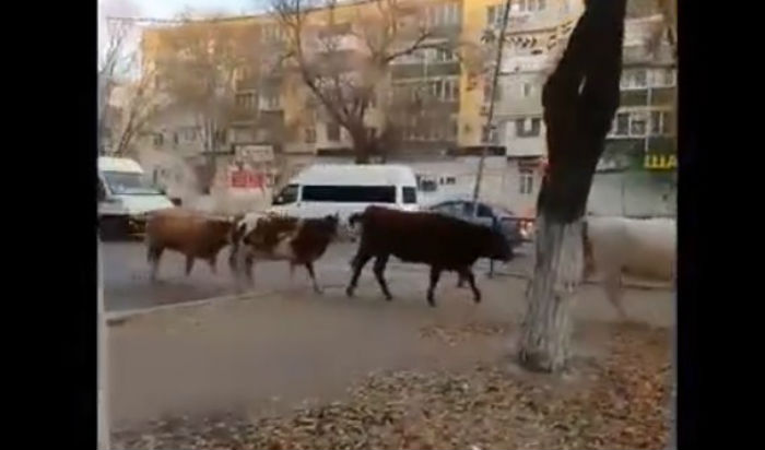 История с коровами у Трусовской администрации обернулась детективом