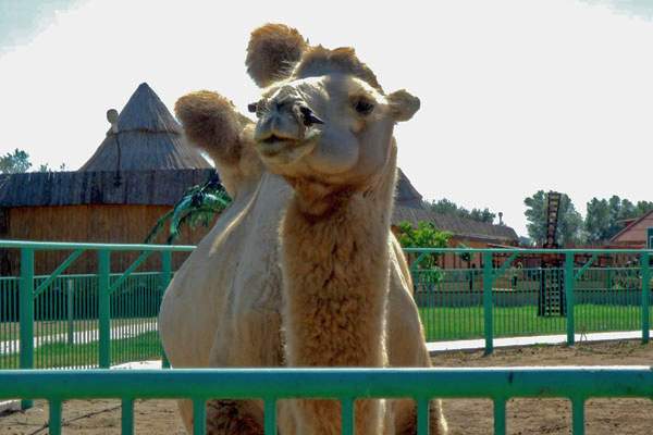 В астраханском зоопарке "Баба Фрося" произошел пожар