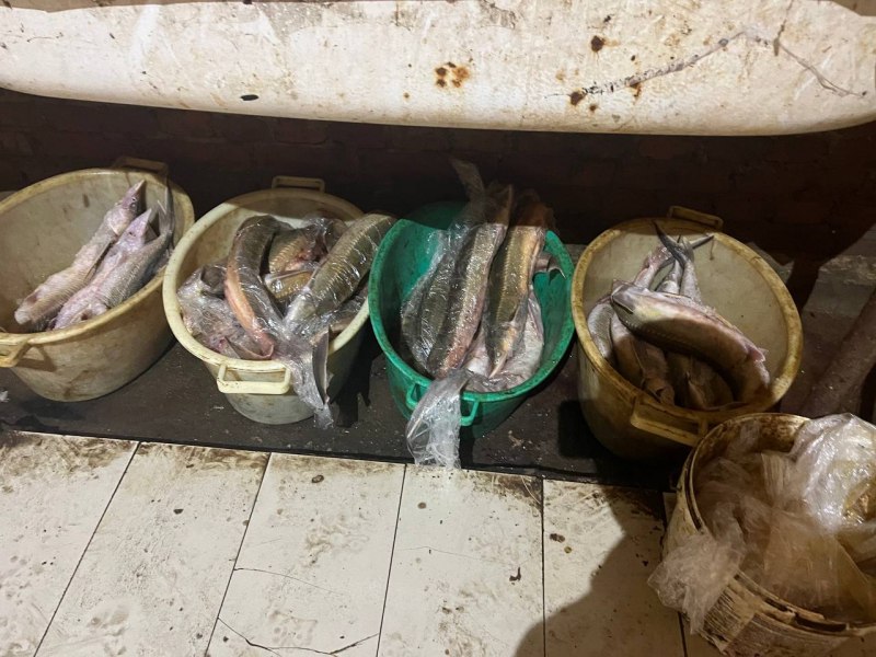 Астраханец «нашел на берегу» 39 краснокнижных осетров