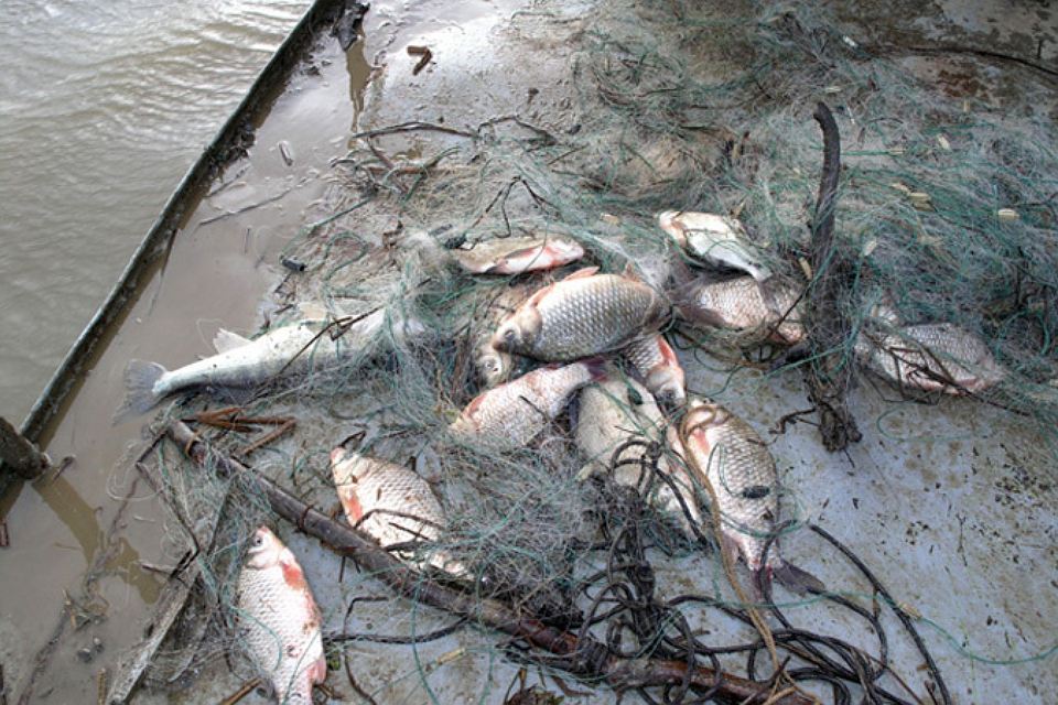 200 килограммов сома изъяли у браконьеров в Астраханской области