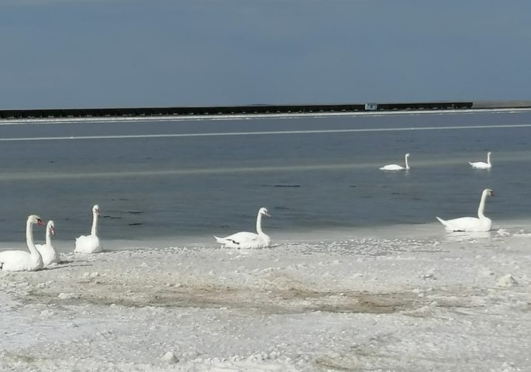 Спасение лебедей, застрявших на озере Баскунчак, продолжается