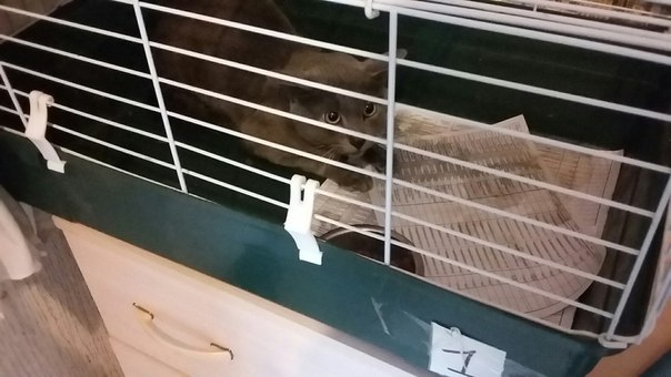 Полиция расследует инцидент с избиением кота в "Алимпике"