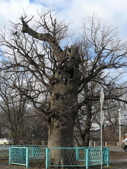 Астраханский дуб может стать деревом года России и Европы