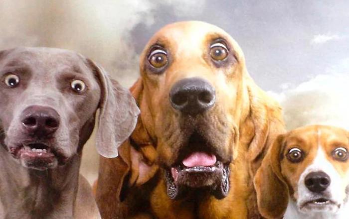 Не дельный обзор. Астраханские собаки не пьют. Но закусывают очень хорошо