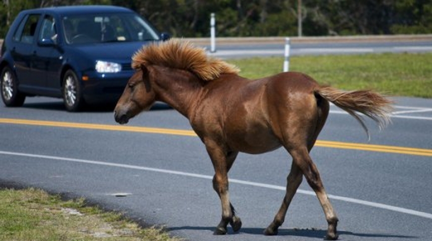 Столкновение лошади с иномаркой астраханца стоило полмиллиона рублей
