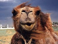 Ученые из АГТУ планируют выпускать полуфабрикаты из верблюжатины