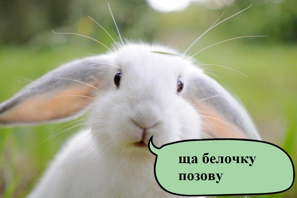 Астраханец пытался пропить украденного ... кролика