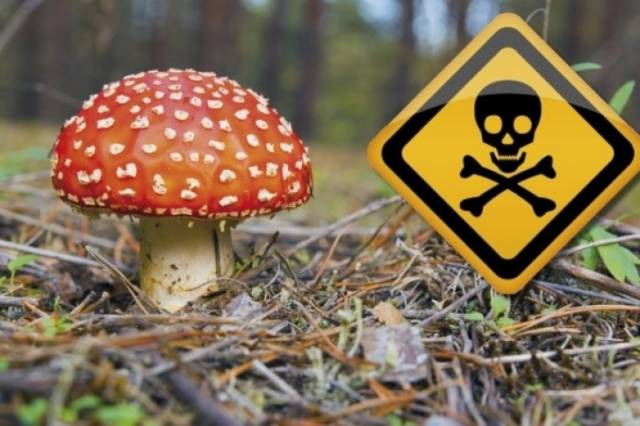 Трое астраханцев отравились грибами