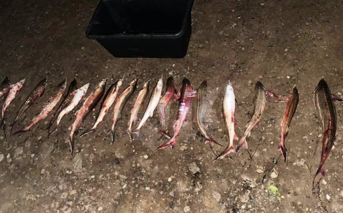 В остановленной под Астраханью машине полиция обнаружила 18 туш осетровых