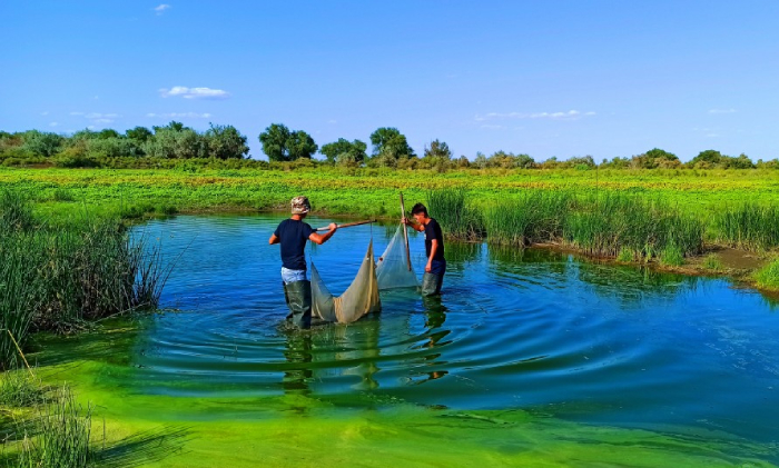 Астраханские школьники спасли больше 4 миллионов мальков
