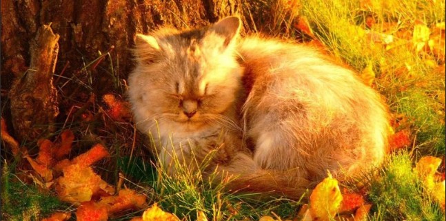 В Астрахань возвращаются теплые солнечные денечки