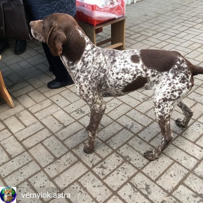 В Астрахани ищут владельца потерянной породистой собаки