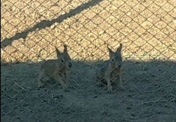 В астраханском зоопарке «Баба Фрося» родились необычные малыши