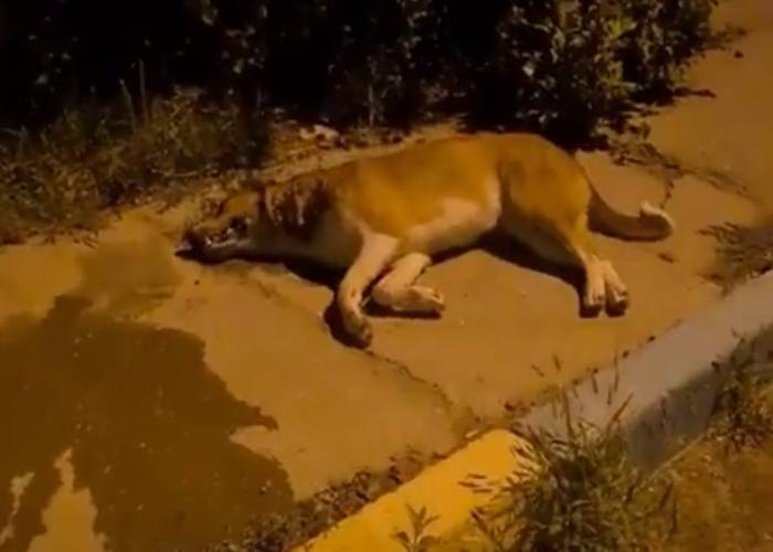 Кадры не для слабонервных: в Астрахани снова истребляли собак