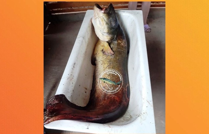 В Астраханской области рыбаки-любители вытаскивают сомов с человеческий рост