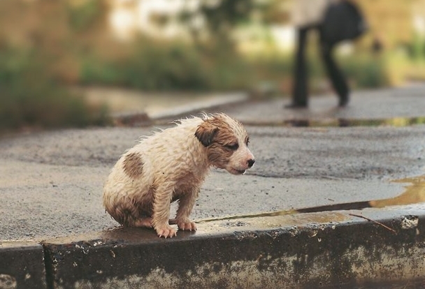 В Астраханской области массово травят уличных животных, сообщает петиция