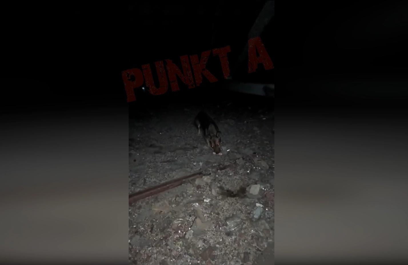 Собака на крыше заброшенного здания переполошила астраханцев и ведомства 