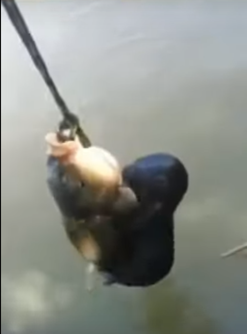 Наглая выдра вцепилась в сазана и попыталась отобрать его у рыбака. ВИДЕО