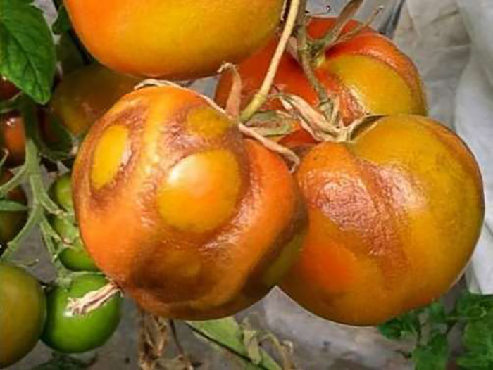 С азербайджанскими томатами в Астрахань ввезли опасный вирус