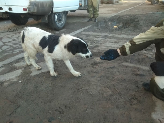 Бюджет на стерилизацию собак в Астрахани будут расходовать эффективнее