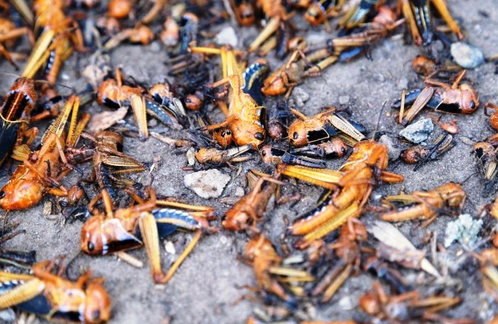 В Астраханской области саранча будет зимовать почти на 3000 гектарах