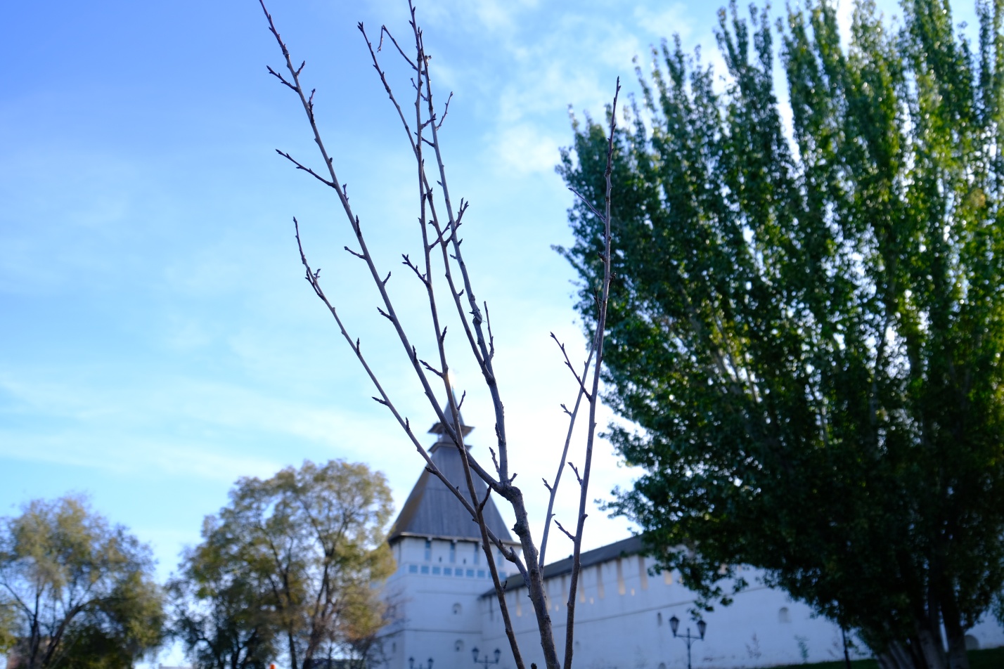 Экзотическую красавицу высадили в центре Астрахани
