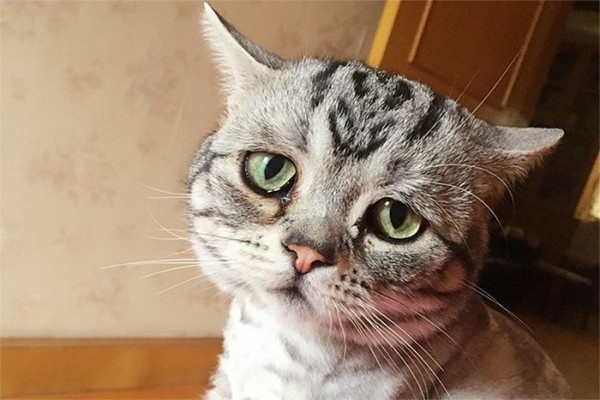 Охранники астраханского ТЦ чуть не забили до смерти бездомного кота