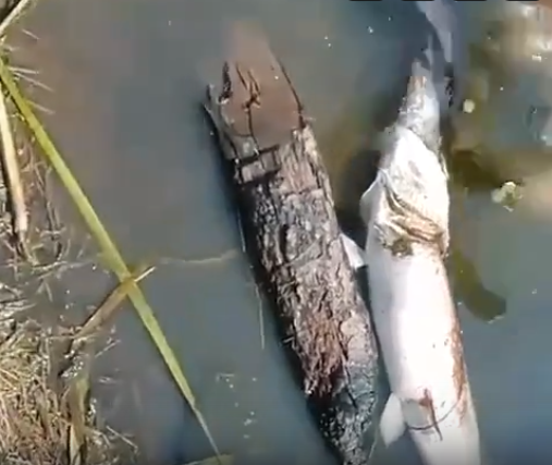 Жадность сгубила. Щука хотела проглотить сома, финал печален для обоих. ВИДЕО
