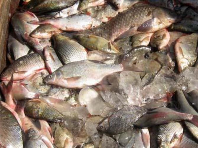 Более тонны рыбы обнаружили в подпольном цехе под Астраханью