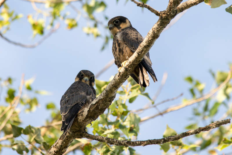 Записки астраханского натуралиста. Соколы нашего региона