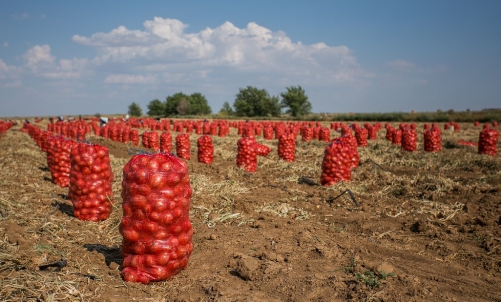 Астраханскую область открыли для трудовых мигрантов. Ожидаем