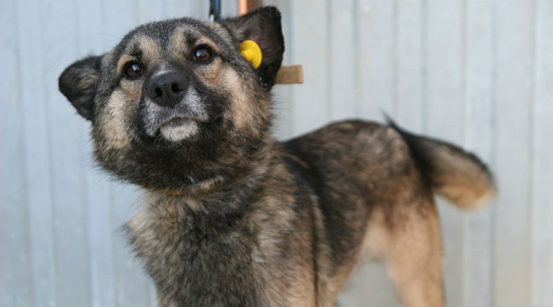Астраханские чиновники  объяснили, откуда на улицах берутся беременные собаки с бирками