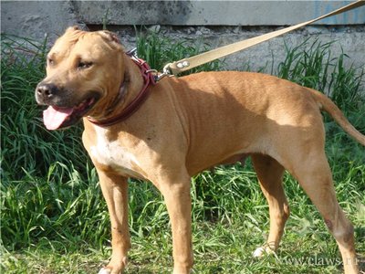 Астраханские полицейские разыскали собаку, украденную у пенсионера