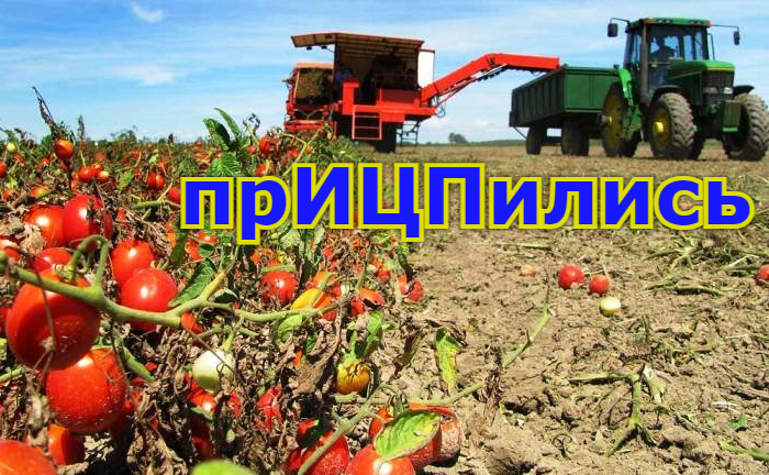 Вот тебе и индекс: в Астраханской области производство овощей может быть фактором… роста инфляции