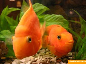 Астраханка лишилась аквариума за долги по холодной воде