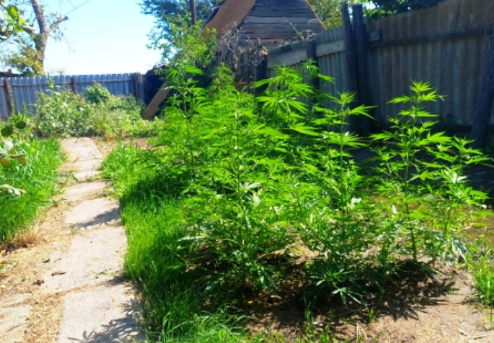 Астраханец устроил наркоплантацию в домовладении умершего сельчанина