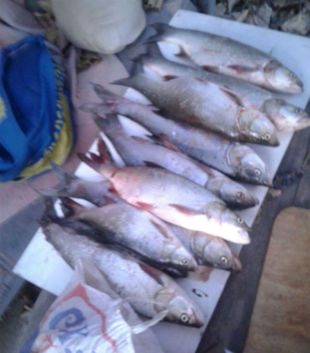 Как из пулемета: астраханец показал, сколько рыбы можно поймать в городе за час