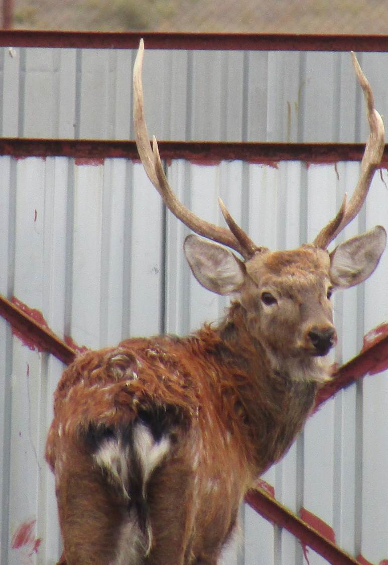 Спасенного от волков в Астраханской области оленя назвали Стёпа