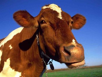 Паси коров правильно! Дума увеличила штрафы за неправильное содержание скота
