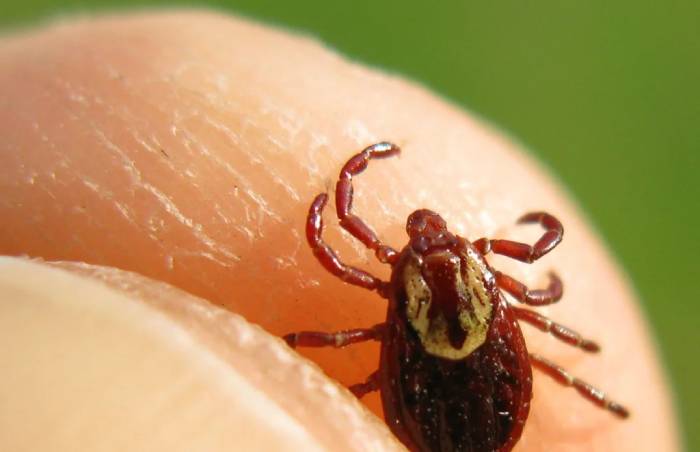 Клещи атакуют астраханцев. Уже 167 случаев