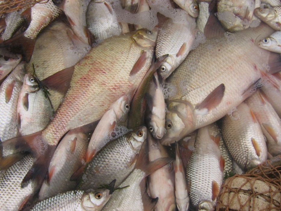 Накажут? В Астраханской области переловили воблу