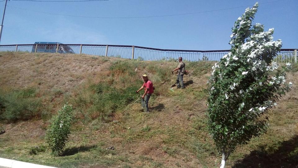 В Астрахани ликвидируют сорняки, вызывающие аллергию