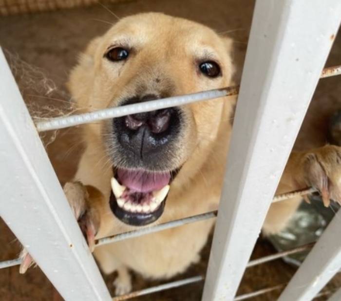 На 70-летнего астраханского собаковода напала свора собак