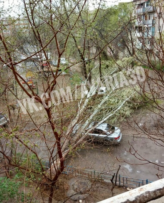 В Астрахани на одну из иномарок четко приземлилось дерево