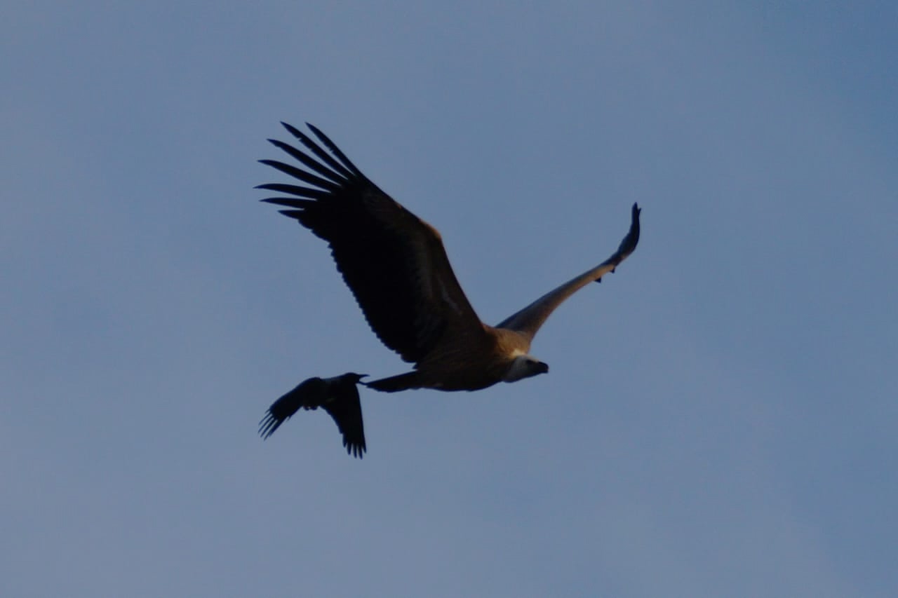 Новые и редкие виды птиц замечены в Астраханском заповеднике
