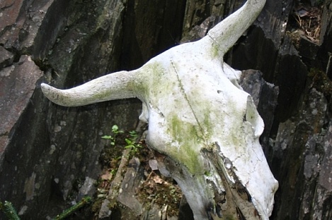 Астраханский скотомогильник находится в аварийном состоянии