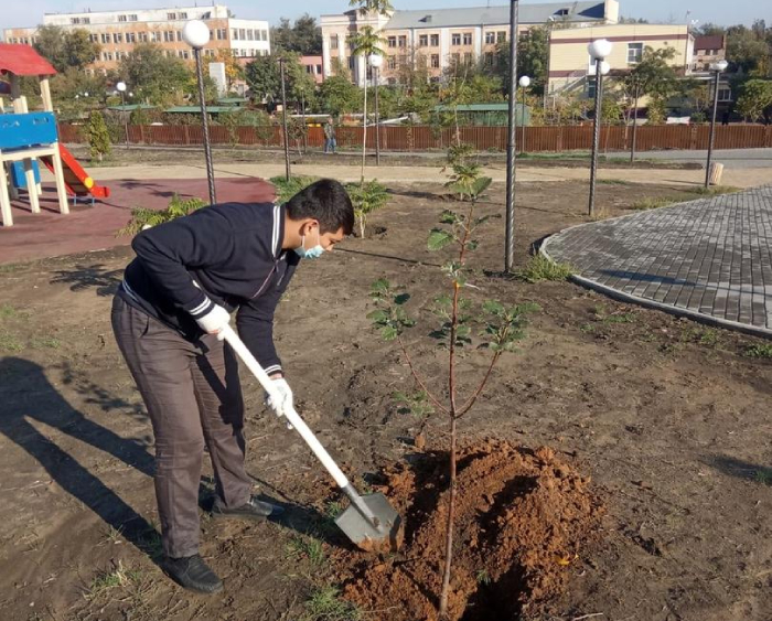 В Астрахани в сквере Судоверфи имени Кирова высадили деревья