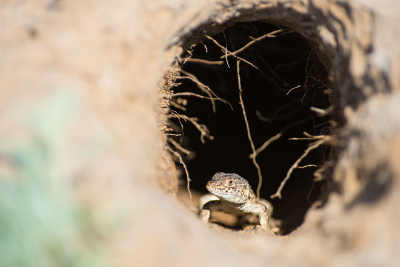 Записки астраханского натуралиста. Ящурка – разноцветная и быстрая